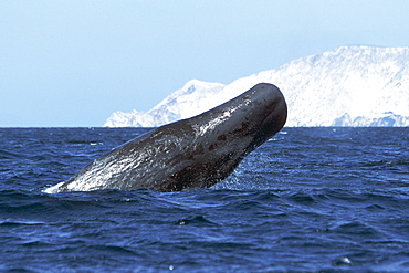 Sperm Whale, Physeter macrocephalus, half breaching in the Midriff region of the Gulf of California, Mexico
