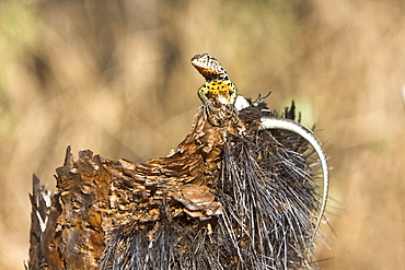 Lava lizard (Microlophus spp) in the Galapagos Island Archipeligo. Many of the islands within the Galapagos Island Archipeligo have their own endemic species.