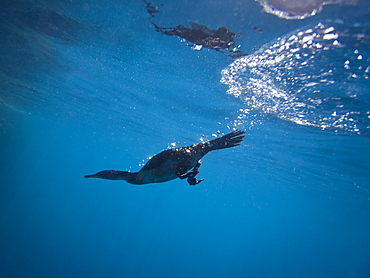 Flightless cormorant (Nannopterum harrisi) demonstrating its amazing swimming ability on Isabella Island in the Galapagos Island Group, Ecuador