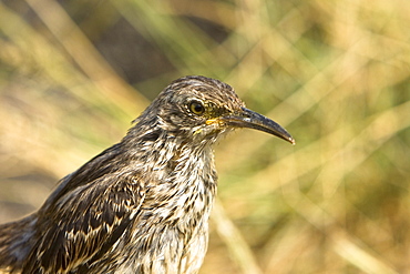 The Espanola mockingbird (Nesomimus macdonaldi) on the beach at Punta Suarez on Espanola Island in the Galapagos Island Group, Ecuador