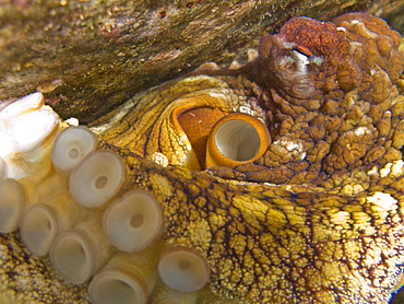 An adult day or Cyanea octopus (Octopus cyanea) changing color and texture in the marine preserve at Honolua Bay on the northwest side of Maui, Hawaii, USA. Pacific Ocean