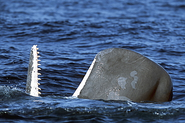 Sub-adult Sperm Whale, Physeter macrocephalus, spy-hopping in northern Gulf of California, Mexico
