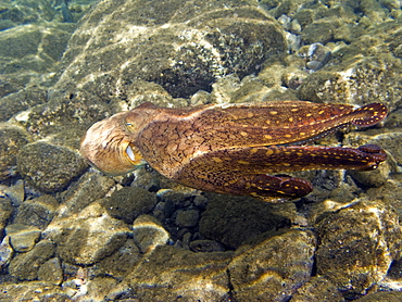 An adult day or Cyanea octopus (Octopus cyanea) changing color and texture in the marine preserve at Honolua Bay on the northwest side of Maui, Hawaii, USA. Pacific Ocean