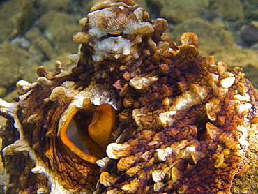 An adult day or Cyanea octopus (Octopus cyanea) changing color and texture in the marine preserve at Honolua Bay on the northwest side of Maui, Hawaii, USA. Pacific Ocean