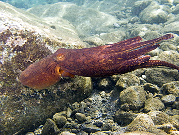 An adult day or Cyanea octopus (Octopus cyanea) changing color and texture in the marine preserve at Honolua Bay on the northwest side of Maui, Hawaii, USA. Pacific Ocean