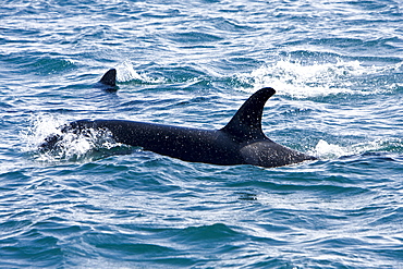 A pod of at least 8 Orcas (Orcinus orca) encountered off George Island near Inian Pass and followed until Lemesieur Island in Icy Strait, Southeast Alaska