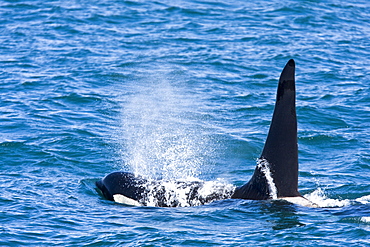 A pod of at least 8 Orcas (Orcinus orca) encountered off George Island near Inian Pass and followed until Lemesieur Island in Icy Strait, Southeast Alaska