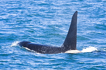 A pod of at least 8 Orcas (Orcinus orca) encountered off George Island near Inian Pass and followed until Lemesieur Island in Icy Strait, Southeast Alaska