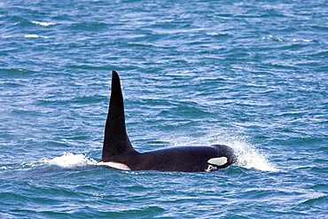 An adult bull from a pod of at least 8 Orcas (Orcinus orca) encountered off George Island near Inian Pass and followed until Lemesieur Island in Icy Strait, Southeast Alaska