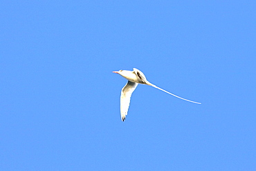 Red-billed Tropicbird (Phaethon aethereus) in flight over Isla San Pedro Martir in the Gulf of California (Sea of Cortez), Mexico.    (rr)