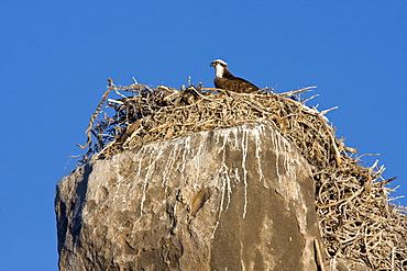 Adult osprey (Pandion haliaetus) on nest on Isla Angel de la Guarda in the upper Gulf of California (Sea of Cortez) Baja California Norte, Mexico.