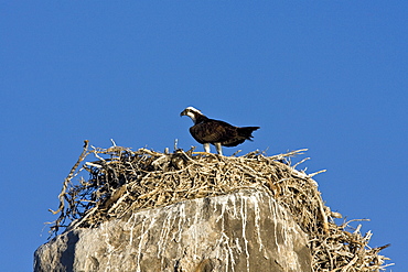 Adult osprey (Pandion haliaetus) on nest on tiny Isla Rasa in the upper Gulf of California (Sea of Cortez) Baja California Norte, Mexico.