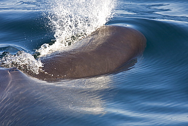 Sperm Whale (Physeter macrocephalus) in the mid-riff Island area of the Gulf of California (Sea of Cortez),  Sonora, Mexico