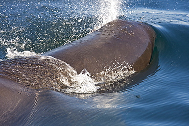 Sperm Whale (Physeter macrocephalus) in the mid-riff Island area of the Gulf of California (Sea of Cortez),  Sonora, Mexico