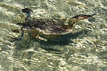 Young eared grebe (Podiceps nigricollis) fishing in a shallow bay on Isla Danzante in the lower Gulf of California (Sea of Cortez), Baja California Sur, Mexico.