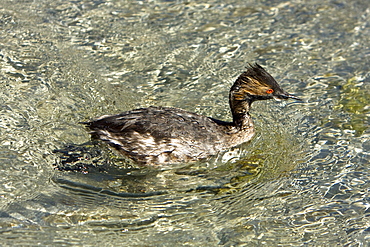 Young eared grebe (Podiceps nigricollis) fishing in a shallow bay on Isla Danzante in the lower Gulf of California (Sea of Cortez), Baja California Sur, Mexico.