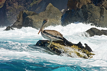 Juvenile brown pelican (Pelecanus occidentalis) resting with marine iguanas on Isabella Island in the Galapagos Island Group, Ecuador. Pacific Ocean.