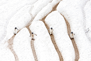 Adult gentoo penguins (Pygoscelis papua) going and returning from sea to feed, Neko Harbour in Andvord Bay, Antarctica