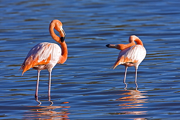 Greater flamingo (Phoenicopterus ruber) foraging for small pink shrimp (Artemia salina), Galapagos Island Archipelago, Ecuador