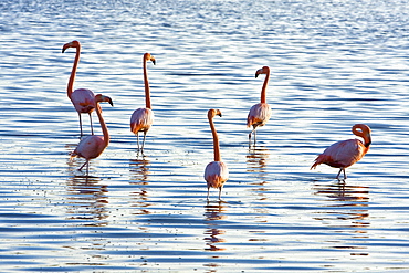 Greater flamingo (Phoenicopterus ruber) foraging for small pink shrimp (Artemia salina), Galapagos Island Archipelago, Ecuador