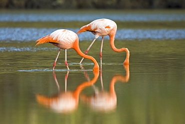 Greater flamingo (Phoenicopterus ruber) foraging for small pink shrimp (Artemia salina), Galapagos Island Archipelago, Ecuador