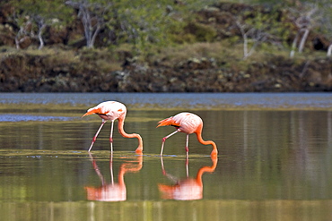 Greater flamingo (Phoenicopterus ruber) foraging for small pink shrimp (Artemia salina), Galapagos Island Archipelago, Ecuador