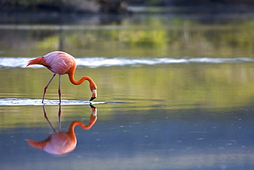 Greater flamingo (Phoenicopterus ruber) foraging for small pink shrimp (Artemia salina), Galapagos Island Archipelago, Ecuador