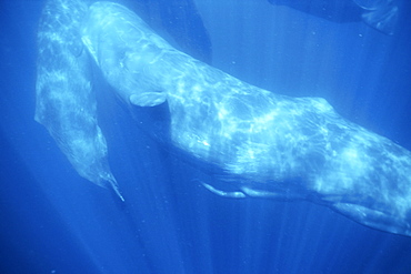 Sperm Whale, Physeter macrocephalus, imature male, penis display underwater in the northern Gulf of California, Mexico
