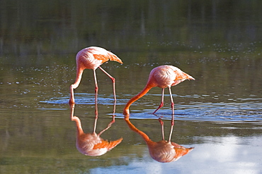 Greater flamingo (Phoenicopterus ruber) foraging for small pink shrimp (Artemia salina), Galapagos Island Archipelago, Ecuador