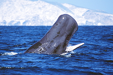 Sperm whale head-lunging with jaws open.  Midriff region of the Gulf of California, Mexico.S(AW)S(Mexico (Pacific))S(sperm whale)S(lunging)