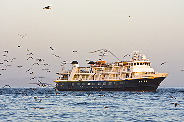 The Lindblad expedition ship National Geographic Sea Bird from around the Gulf of California (Sea of Cortez) and the Baja Peninsula, Mexico.