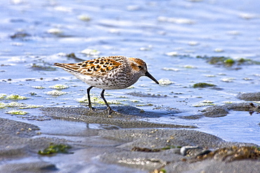 Various shorebirds feeding at low tide to feed just outside Sitka, southeast Alaska, USA. Pacific Ocean.