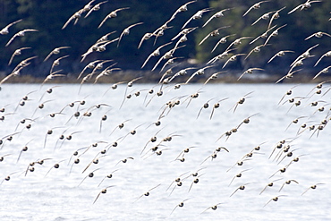 Various shorebirds flocking at low tide to feed just outside Sitka, southeast Alaska, USA. Pacific Ocean.