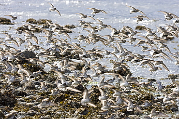 Various shorebirds flocking at low tide to feed just outside Sitka, southeast Alaska, USA. Pacific Ocean.