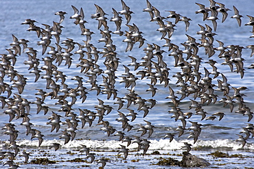 Various shorebirds flocking at low tide to feed just outside Sitka, southeast Alaska, USA. Pacific Ocean.