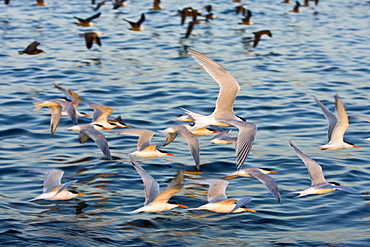 Elegant terns (Sterna elegans) nesting on tiny and remote Isla Rasa in the middle Gulf of California (Sea of Cortez), Baja California Norte, Mexico