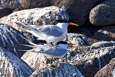 Elegant terns (Sterna elegans) nesting on tiny and remote Isla Rasa in the middle Gulf of California (Sea of Cortez), Mexico