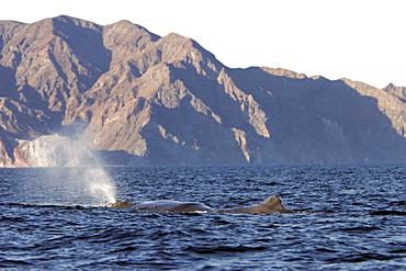 Adult Sperm Whale bull (Physeter macrocephalus) surfacing in the upper Gulf of California (Sea of Cortez), Mexico.