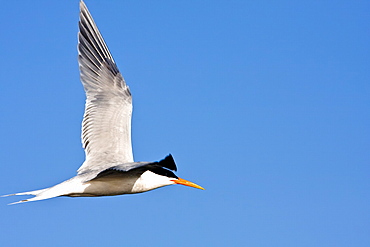 Elegant terns (Sterna elegans) nesting on tiny and remote Isla Rasa in the middle Gulf of California (Sea of Cortez), Mexico