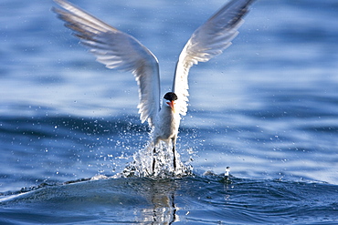 Elegant terns (Sterna elegans) nesting on tiny and remote Isla Rasa in the middle Gulf of California (Sea of Cortez), Baja California Norte, Mexico