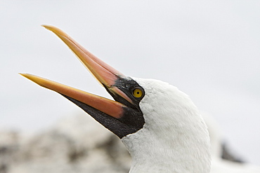 Adult Nazca booby head detail (Sula grantii) at nesting site on Punta Suarez on Espanola Island in the Galapagos Island Archipeligo, Ecuador. Pacific Ocean.