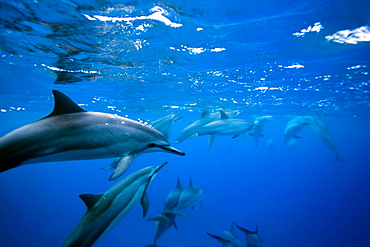 Hawaiian Spinner Dolphin pod (Stenella longirostris) underwater in Honolua Bay off the northwest coast of Maui, Hawaii, USA, Pacific Ocean