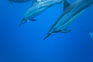 Hawaiian Spinner Dolphin pod (Stenella longirostris) underwater in Honolua Bay off the northwest coast of Maui, Hawaii, USA, Pacific Ocean