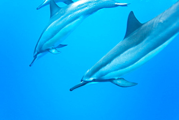 Hawaiian Spinner Dolphin pod (Stenella longirostris) underwater in Honolua Bay off the northwest coast of Maui, Hawaii, USA, Pacific Ocean