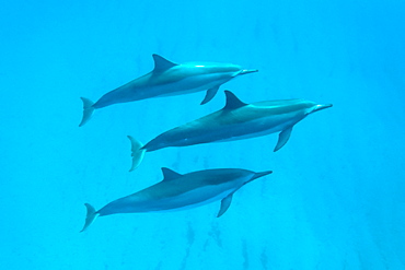 Hawaiian Spinner Dolphin pod (Stenella longirostris) underwater in Honolua Bay off the northwest coast of Maui, Hawaii, USA, Pacific Ocean