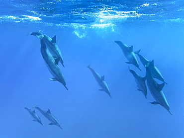 Hawaiian Spinner Dolphin pod (Stenella longirostris) underwater in Honolua Bay off the northwest coast of Maui, Hawaii, USA, Pacific Ocean