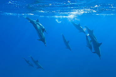 Hawaiian Spinner Dolphin pod (Stenella longirostris) underwater in Honolua Bay off the northwest coast of Maui, Hawaii, USA, Pacific Ocean