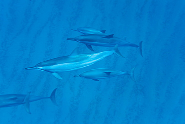 Hawaiian Spinner Dolphin pod (Stenella longirostris) underwater in Honolua Bay off the northwest coast of Maui, Hawaii, USA, Pacific Ocean