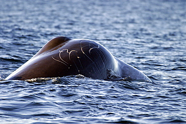 Adult Sperm Whale bull (Physeter macrocephalus) surfacing (note tooth rake marks on melon) in the upper Gulf of California (Sea of Cortez), Mexico.