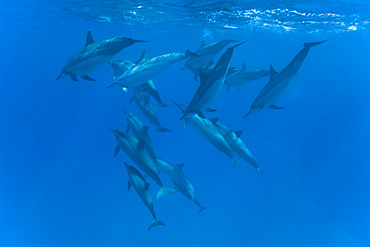 Hawaiian Spinner Dolphin pod (Stenella longirostris) underwater in Honolua Bay off the northwest coast of Maui, Hawaii, USA, Pacific Ocean